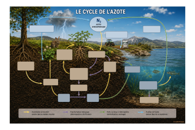 Le cycle de l'azote - document à compléter